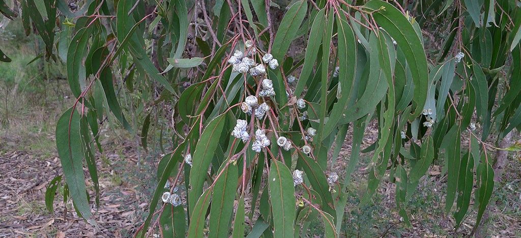 اوکالیپتوس Eucalyptus globulus